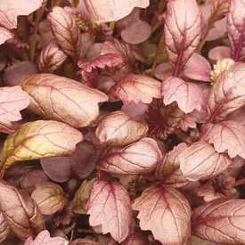 Микрозелень горчицы Red XXL